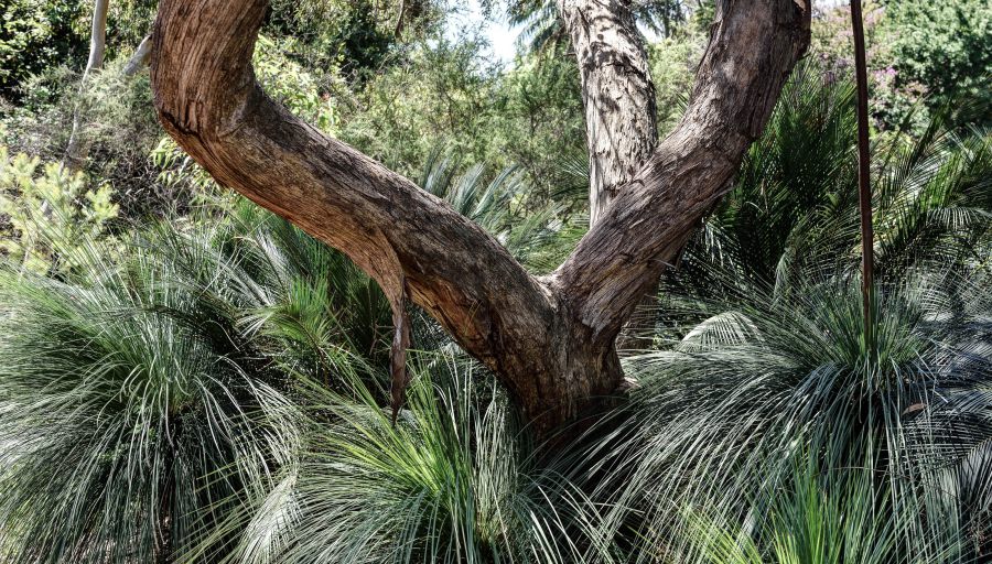 Botanischer Garten Sydney