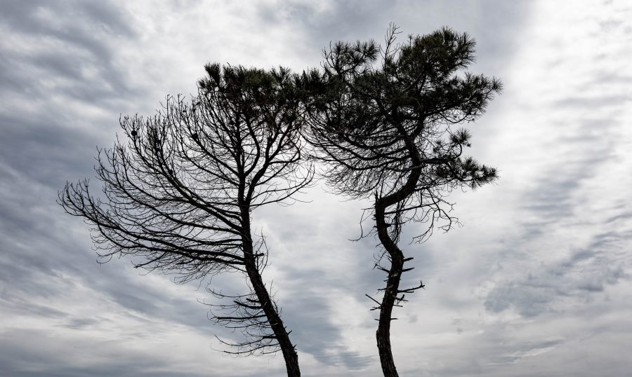 Pinien Uccellina Park Maremma Italien