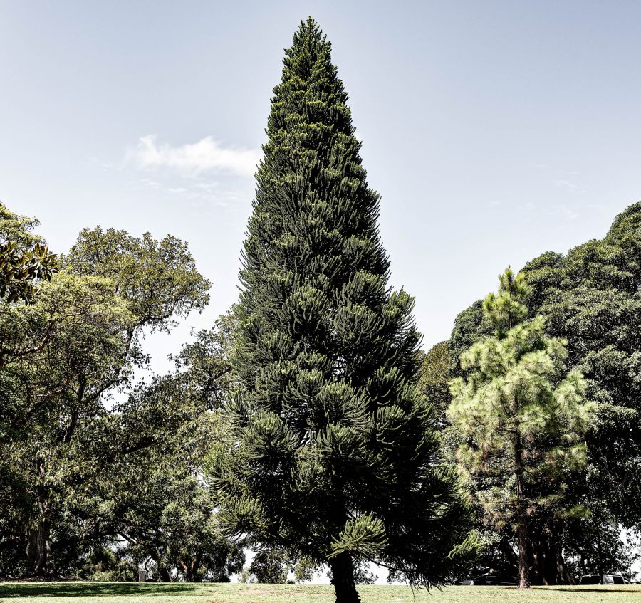 Botanischer Garten Sydney