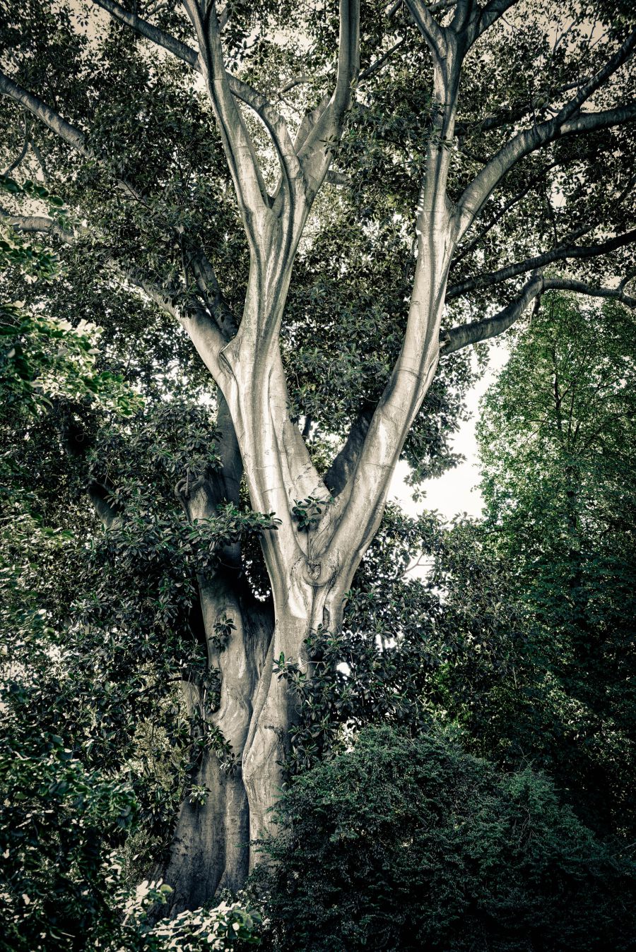 Botanischer Garten Melbourne