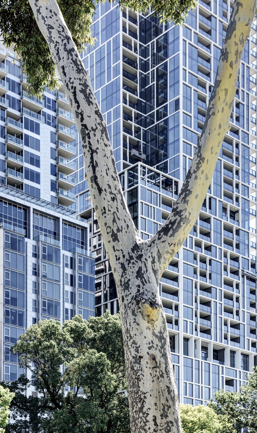 Treasury Gardens  Melbourne