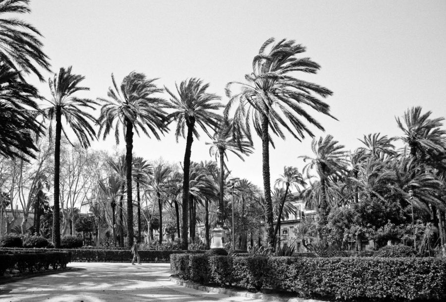 Palmen Park Palermo